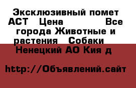 Эксклюзивный помет АСТ › Цена ­ 30 000 - Все города Животные и растения » Собаки   . Ненецкий АО,Кия д.